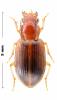 Bradycellus verbasci